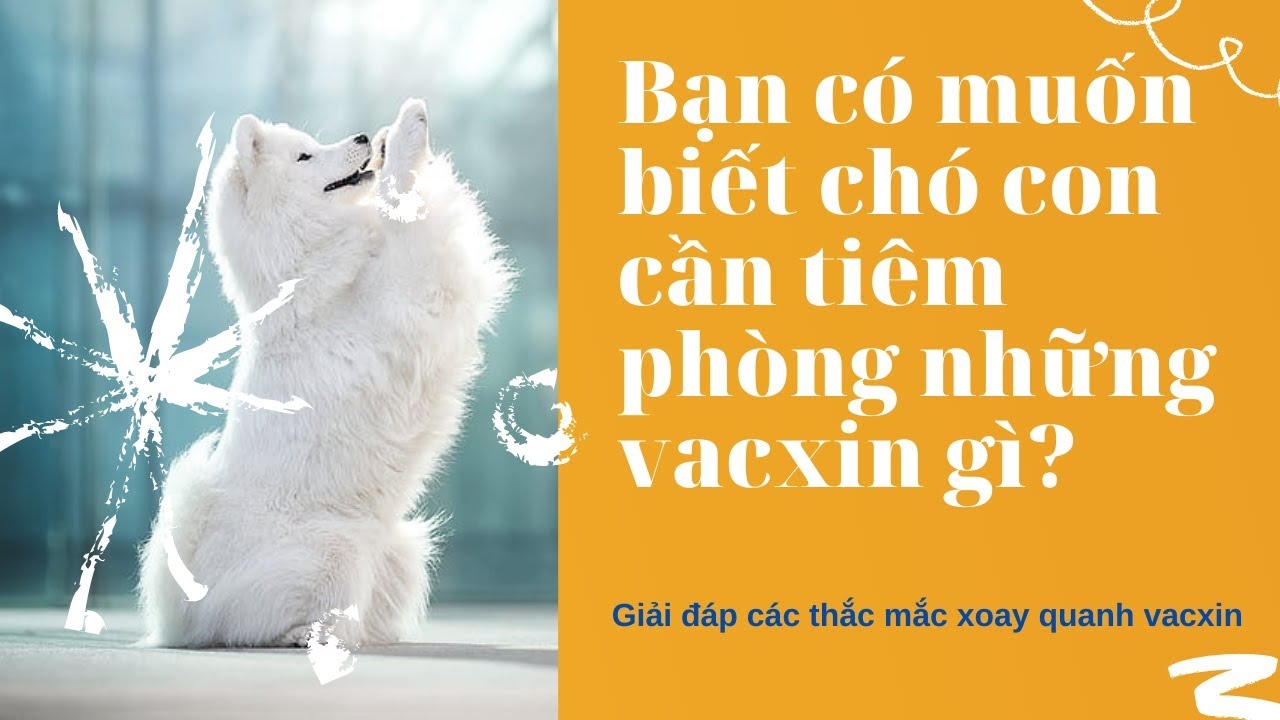 Tiêm phòng vacxin cho cún cưng